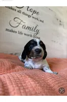 Paddy, a male Miniature Dachshund for sale in Guilford, MO – Photo 1 of 4