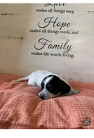 Paddy, a male Miniature Dachshund for sale in Guilford, MO – Photo 2 of 4