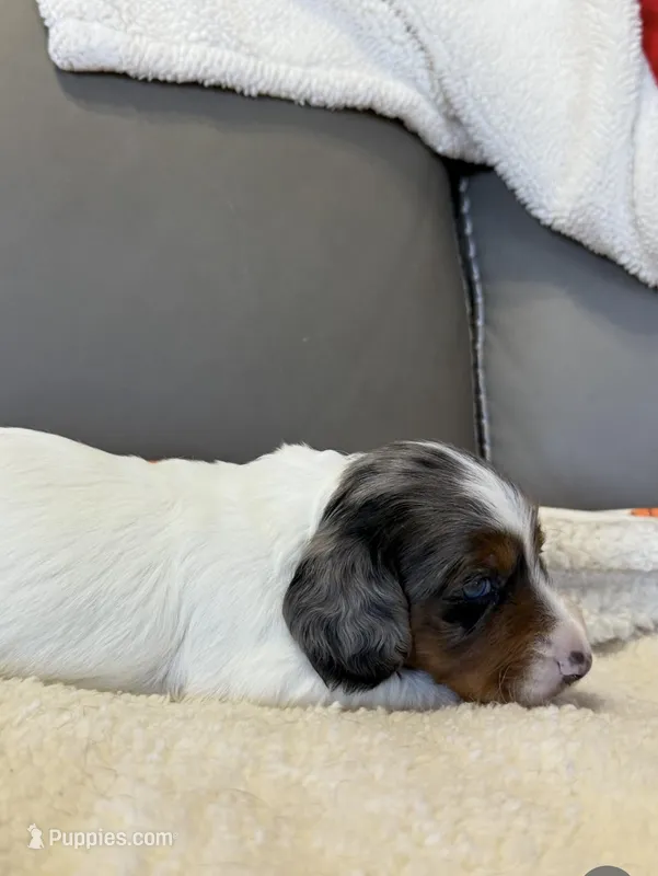 Daisy  – Miniature Dachshund puppy for sale in Guilford, MO