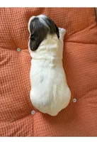 Daisy , a female Miniature Dachshund for sale in Guilford, MO – Photo 3 of 4