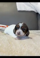 Daisy , a female Miniature Dachshund for sale in Guilford, MO – Photo 4 of 4