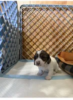 Daisy , a female Miniature Dachshund for sale in Guilford, MO – Photo 2 of 4