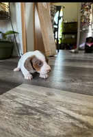 Finn , a male Miniature Dachshund for sale in Guilford, MO – Photo 2 of 4