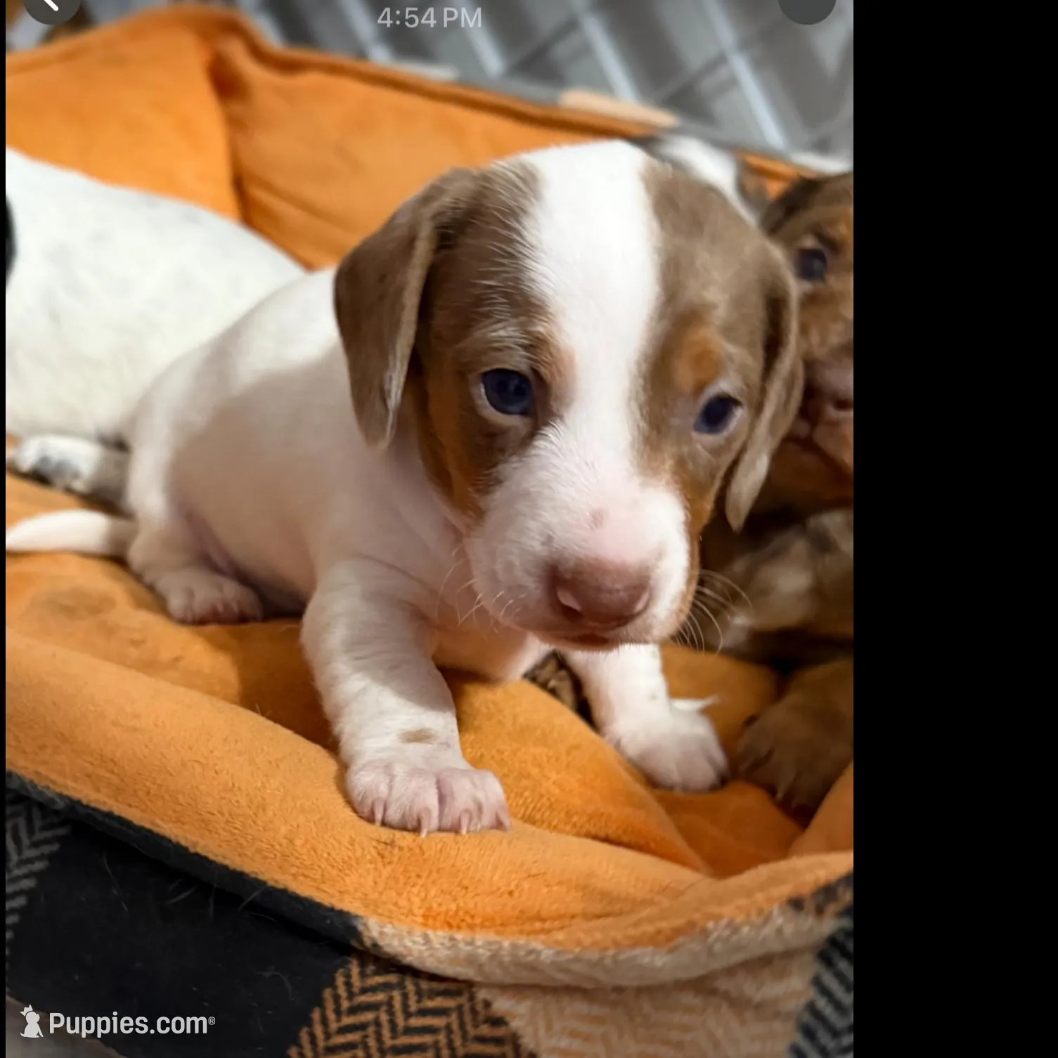 Finn  – Miniature Dachshund puppy for sale in Guilford, MO
