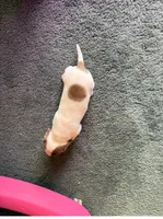 Finn , a male Miniature Dachshund for sale in Guilford, MO – Photo 3 of 4