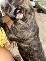 Smokey , a male French Bulldog for sale in Stockton, CA – Photo 3 of 5