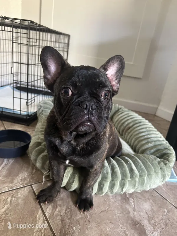 Smokey  – French Bulldog puppy for sale in Stockton, CA