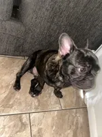 Smokey , a male French Bulldog for sale in Stockton, CA – Photo 4 of 5