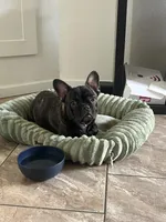 Smokey , a male French Bulldog for sale in Stockton, CA – Photo 5 of 5