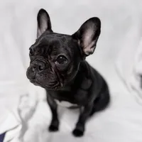 Coco, a female French Bulldog for sale in Naples, FL – Photo 2 of 9