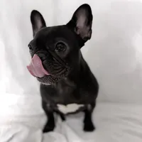 Coco, a female French Bulldog for sale in Naples, FL – Photo 6 of 9