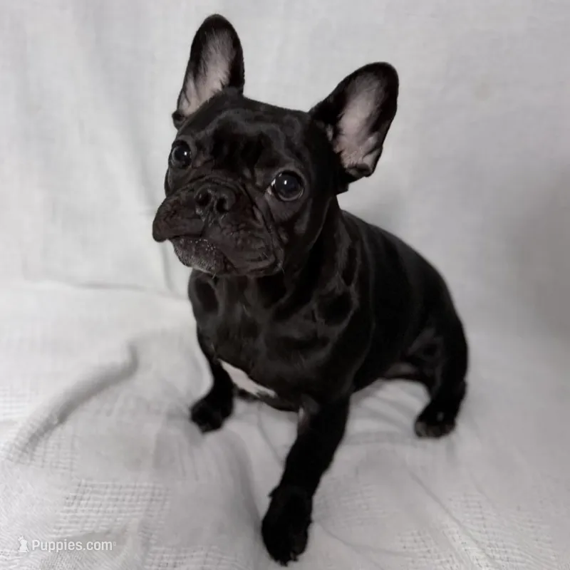 Coco, a female French Bulldog for sale in Naples, FL – Photo 1 of 9