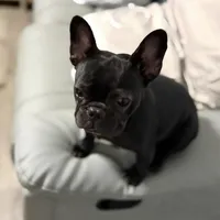 Coco, a female French Bulldog for sale in Naples, FL – Photo 4 of 9