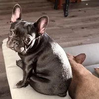 Coco, a female French Bulldog for sale in Naples, FL – Photo 8 of 9