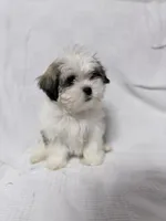 Snoopy, a male Maltese and Shih Tzu for sale in Naples, FL – Photo 2 of 8