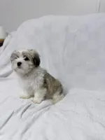 Snoopy, a male Maltese and Shih Tzu for sale in Naples, FL – Photo 6 of 8