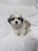 Snoopy, a male Maltese and Shih Tzu for sale in Naples, FL – Photo 3 of 8