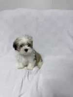 Snoopy, a male Maltese and Shih Tzu for sale in Naples, FL – Photo 8 of 8