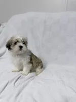 Snoopy, a male Maltese and Shih Tzu for sale in Naples, FL – Photo 5 of 8