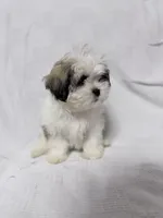 Snoopy, a male Maltese and Shih Tzu for sale in Naples, FL – Photo 4 of 8