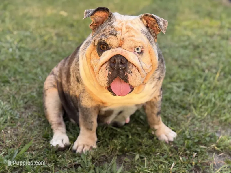 Tesla – English Bulldog puppy for sale in Naples, FL