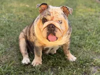 Tesla, a female English Bulldog for sale in Naples, FL – 1 of 7