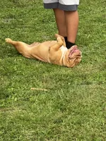 Scarlet, a female English Bulldog for sale in Naples, FL – 6 of 7