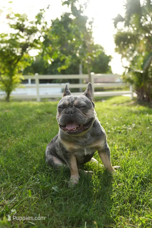 Axel – French Bulldog puppy for sale in Naples, FL