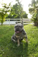 Axel, a male French Bulldog for sale in Naples, FL – 1 of 7