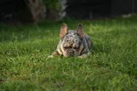 Axel, a male French Bulldog for sale in Naples, FL – 6 of 7