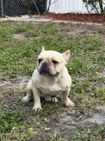 Gelato , a male French Bulldog for sale in Naples, FL – Photo 2 of 8