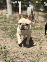Gelato , a male French Bulldog for sale in Naples, FL – Photo 1 of 8