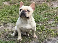 Gelato , a male French Bulldog for sale in Naples, FL – Photo 4 of 8