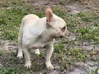 Gelato , a male French Bulldog for sale in Naples, FL – Photo 6 of 8