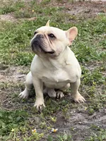 Gelato , a male French Bulldog for sale in Naples, FL – Photo 8 of 8