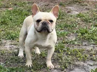 Gelato , a male French Bulldog for sale in Naples, FL – Photo 5 of 8