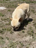 Gelato , a male French Bulldog for sale in Naples, FL – Photo 3 of 8