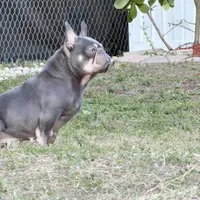 Sage, a female French Bulldog for sale in Naples, FL – Photo 10 of 10
