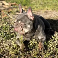 Sage, a female French Bulldog for sale in Naples, FL – Photo 9 of 10