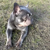 Sage, a female French Bulldog for sale in Naples, FL – Photo 7 of 10