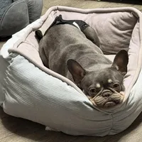 Sage, a female French Bulldog for sale in Naples, FL – Photo 6 of 10