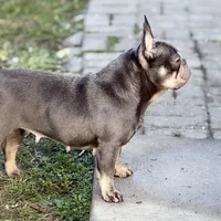 Sage, a female French Bulldog for sale in Naples, FL – Photo 3 of 10