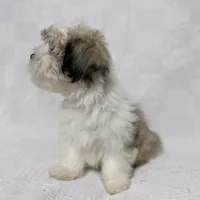 Gravy, a male Maltese and Shih Tzu for sale in Naples, FL – Photo 3 of 10