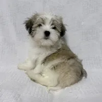 Gravy, a male Maltese and Shih Tzu for sale in Naples, FL – Photo 9 of 10