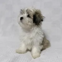 Gravy, a male Maltese and Shih Tzu for sale in Naples, FL – Photo 4 of 10