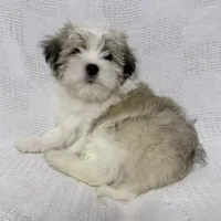 Gravy, a male Maltese and Shih Tzu for sale in Naples, FL – Photo 10 of 10