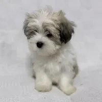 Gravy, a male Maltese and Shih Tzu for sale in Naples, FL – Photo 5 of 10