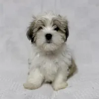 Gravy, a male Maltese and Shih Tzu for sale in Naples, FL – Photo 1 of 10