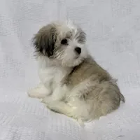 Gravy, a male Maltese and Shih Tzu for sale in Naples, FL – Photo 8 of 10