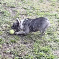 Stormy, a female French Bulldog for sale in Naples, FL – Photo 4 of 10
